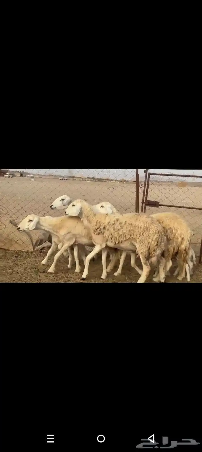 رخال خلفات حرش طيبه صنف الصنف مشروطه من جميع المراض 3