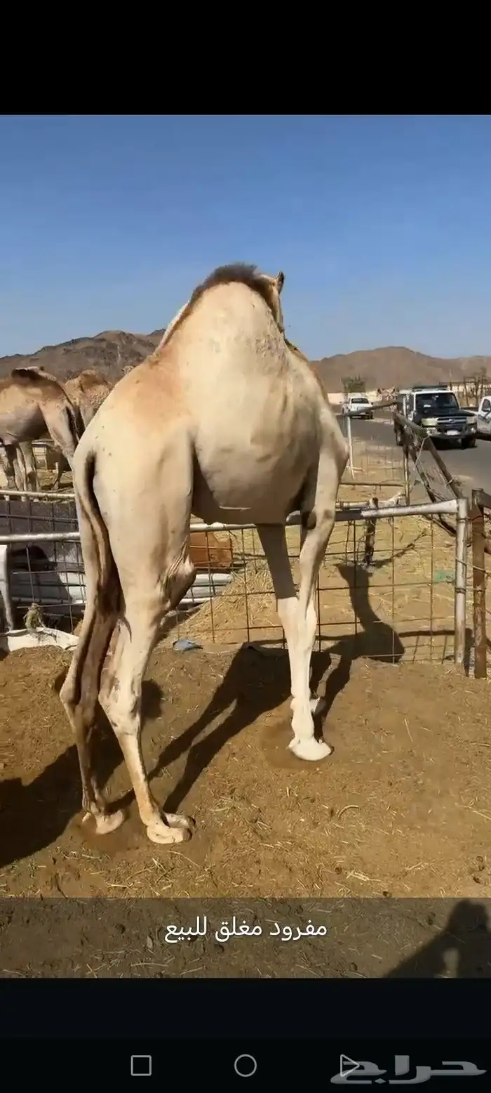 Full of fullgrown camels for sale location Najran Pairs and 2