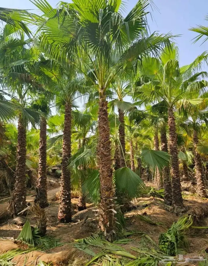 نخل واشنطني زينه واشنطن 6