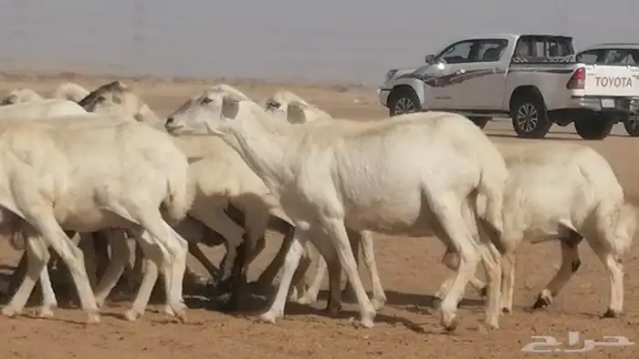 غنم رفيديات جنب دفيع مضربة من حري ضان رفد 16 9