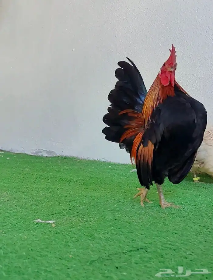 ديك سيراما ماليزي دجاج سيراما 2