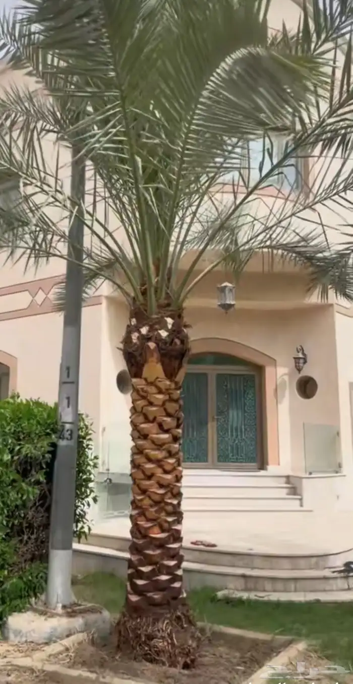 تكريب وشذاب انخيل الوشنطني ونخيل العربي 4