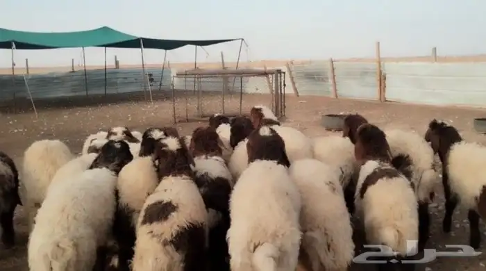 للبيع رخال نعيم مراح فاااخره 2
