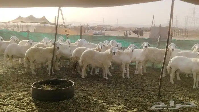 ضان مراح واحد والبقني بعين منها خير بإذن الله 7