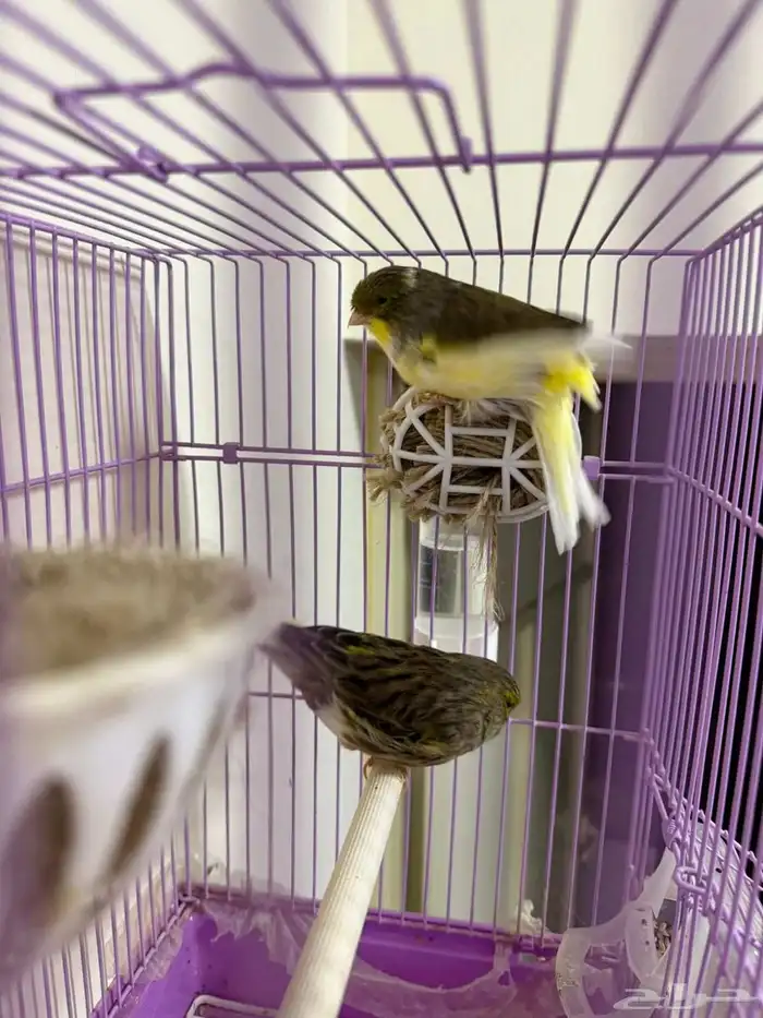 A pair of productive Gloster canaries 2