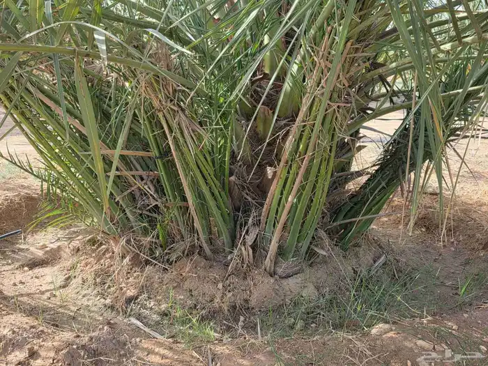 Fruitful palm for sale 2