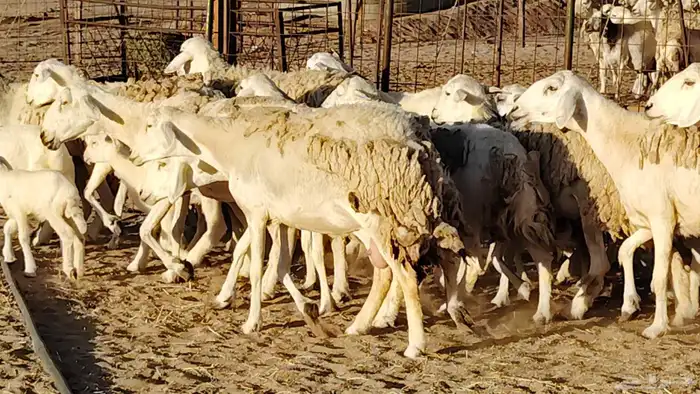 غنم حريه حرش خلفات 18 تحتها 18 بهمها صغار سن 26