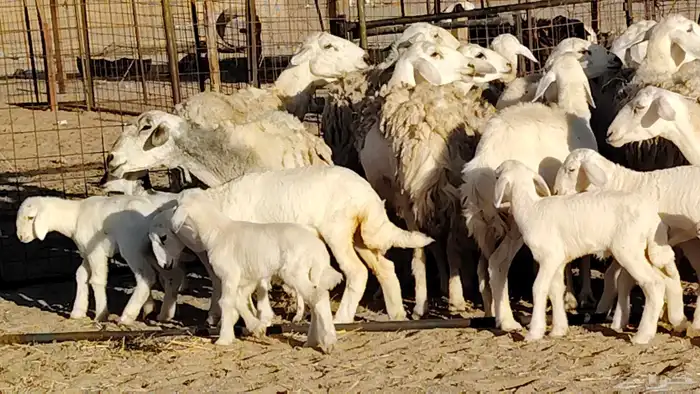 غنم حريه حرش خلفات 18 تحتها 18 بهمها صغار سن 12