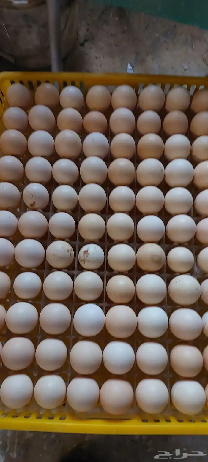 French Columbi chicken eggs 2