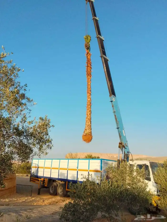 يوجد لدينا جميع انواع النخيل 7