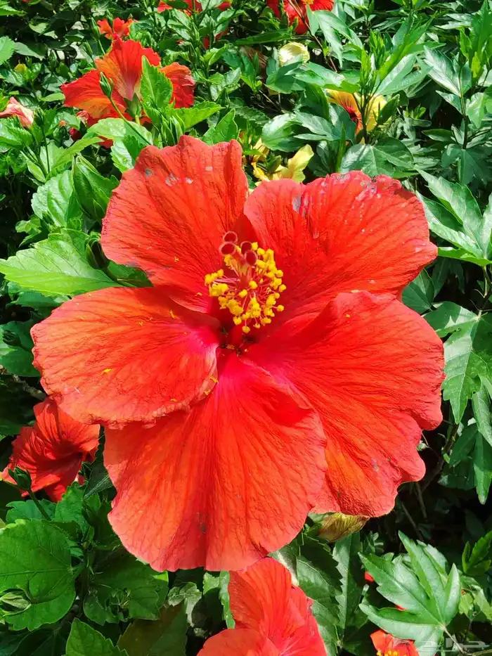 مشتل زرع طبيعي وسماد وتربيه ونخيل ونباتات وشبكات الري شتلات 9