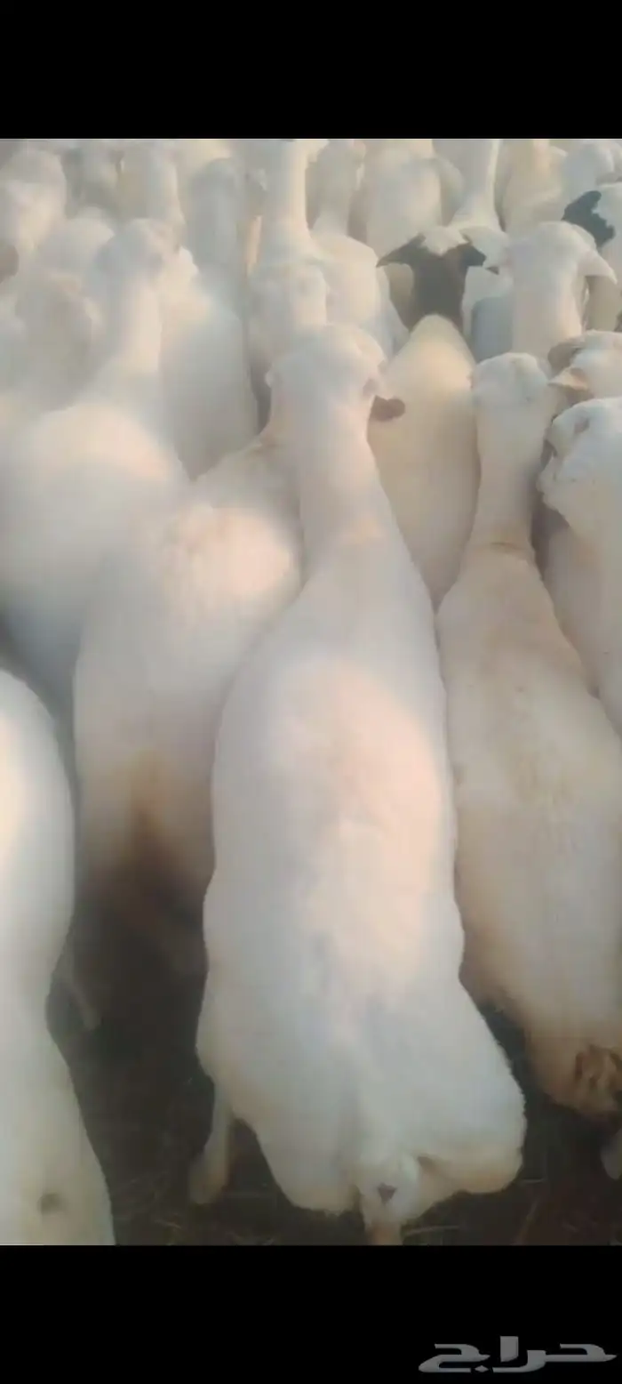 ضان ميديات العدد 120 قرايب دفيع على شرط فحص سونار 5