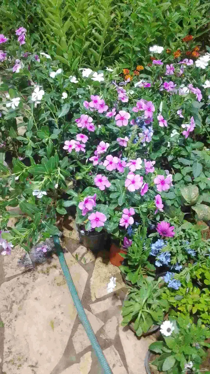 مزارع مشتل لزراعة الشتلات وقص الاشجار وبيع الزهور و الشتلات 6