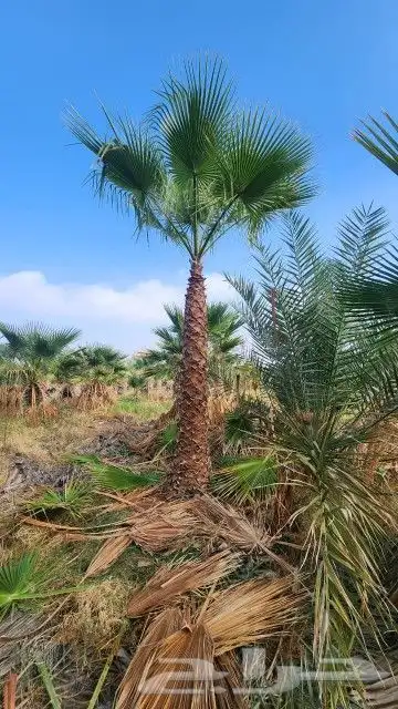 نقوم بتوريد جميع انواع النخيل وجميع المقسات المثمر وزينه 4