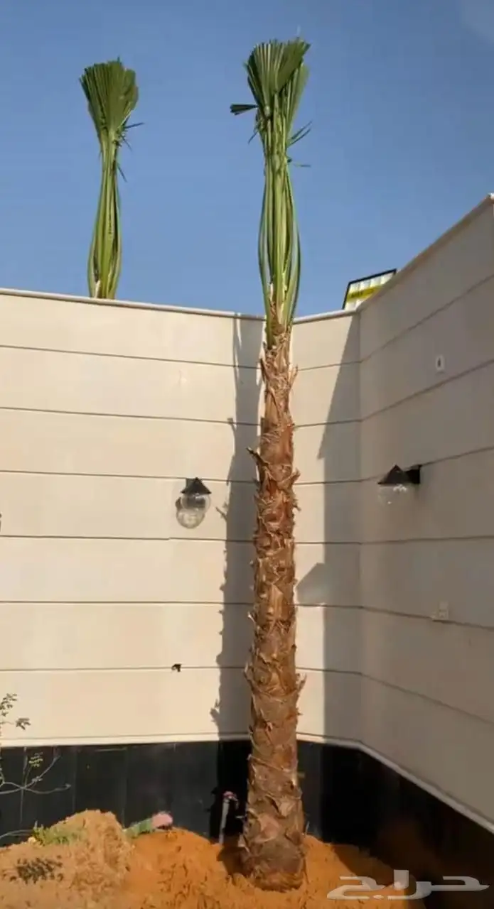 نخل زينه واشنطني ابو مروحه نخل فاخر درجه اولا نحن الأفضل 2