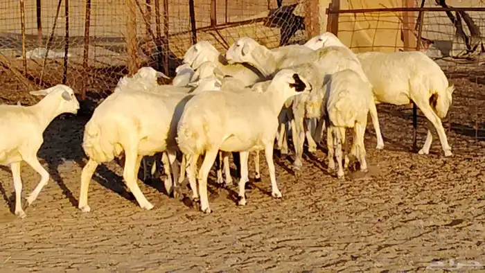 رخال رفيديات غنم رفد 13 رأس دفيع 11