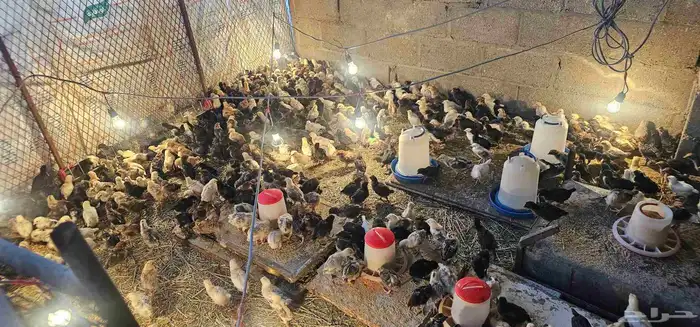 دجاج بلدي للببع 1