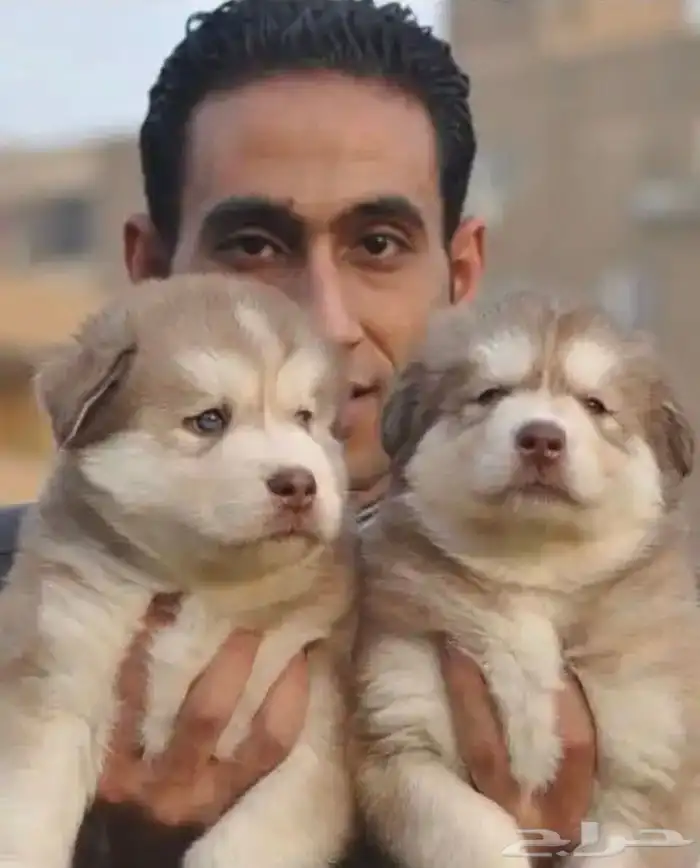 مدرب كلاب برايفت بالمنزل 5