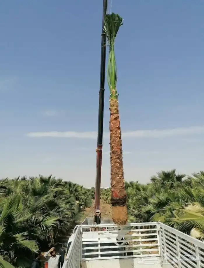 نخيل واشنطني 2