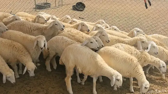 ضان حريات صغار سن منوة القناي 10