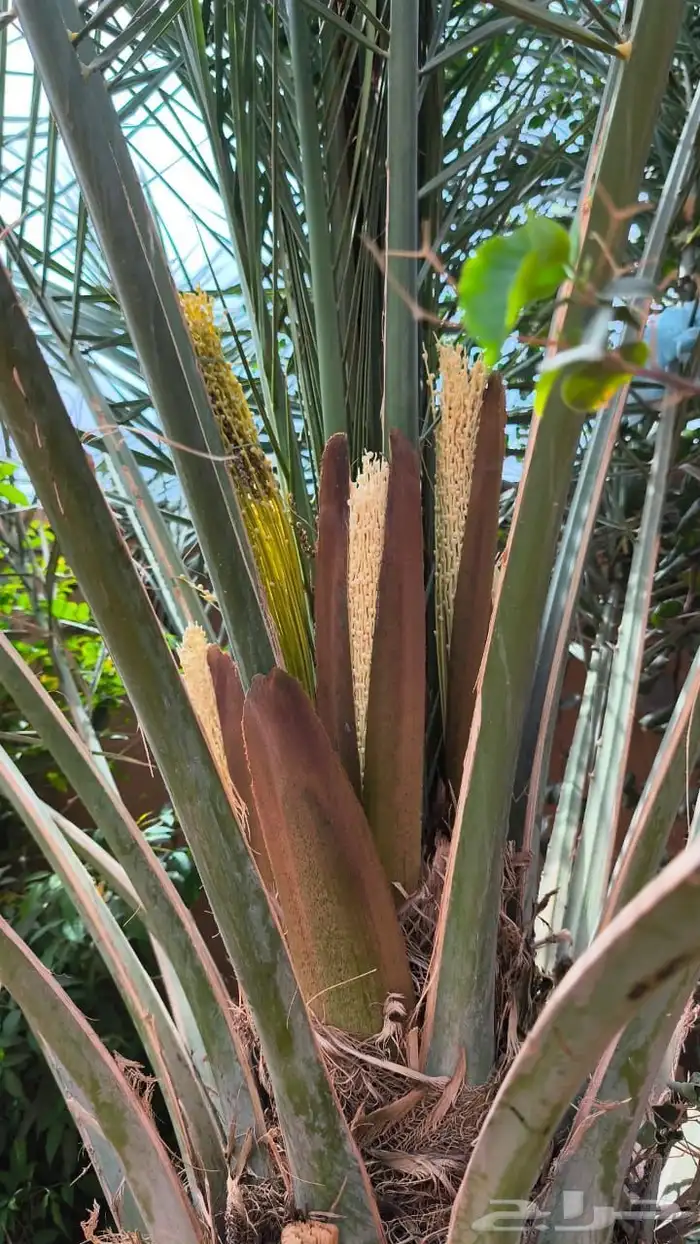 لقاح نخل تلقيح نخل صيانة نخل قلع نخل أزاله شجر 4