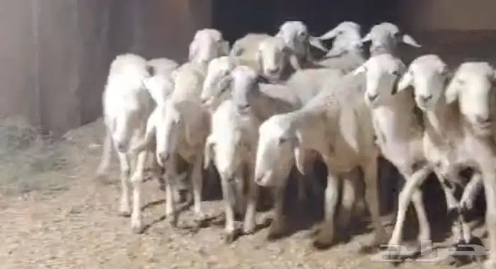 غنم حري  سواكن حمر 2