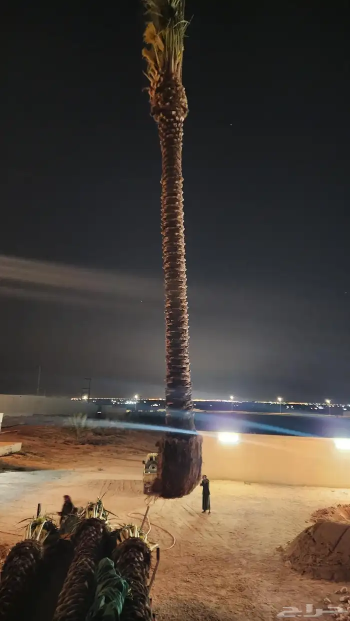 نخل للبيع 4