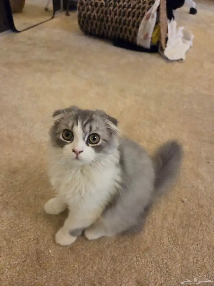 قط سكوتش فولد انثى kitten 3