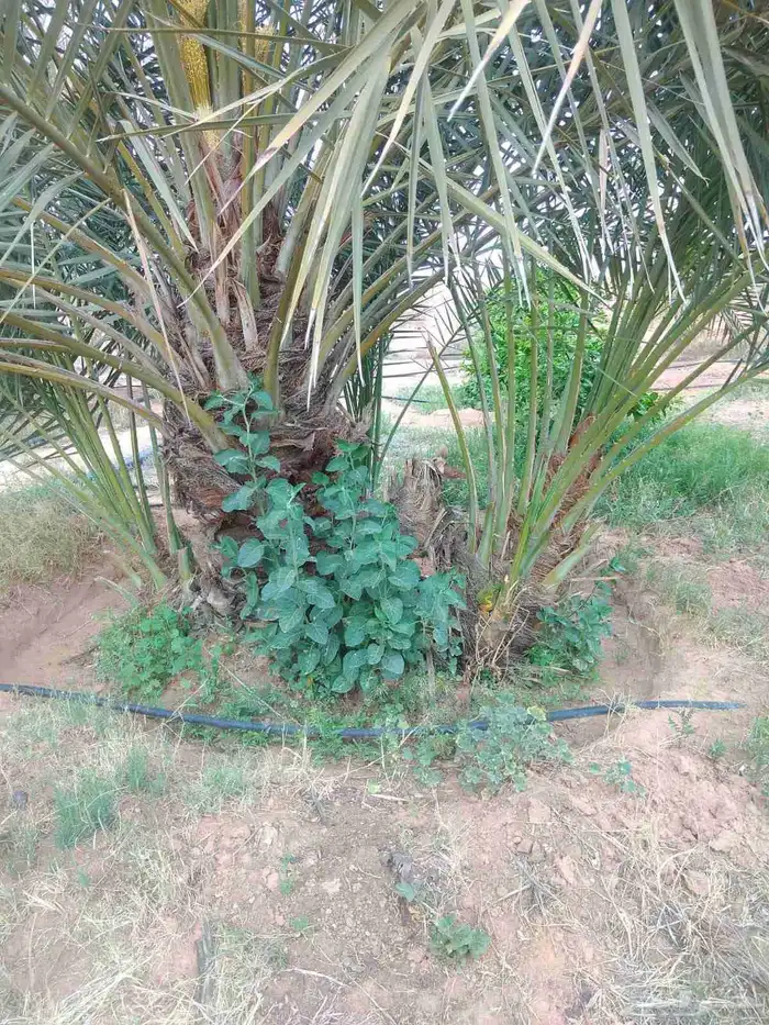 سكري اخلاص مسكاني 4