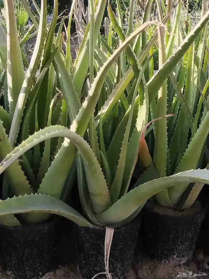 شتلات نباتات الوفيرا أحجام مختلفه 2