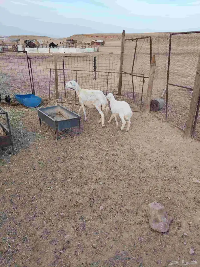 شاه حريه والد سنها تامه معها خروف روم شرط 1