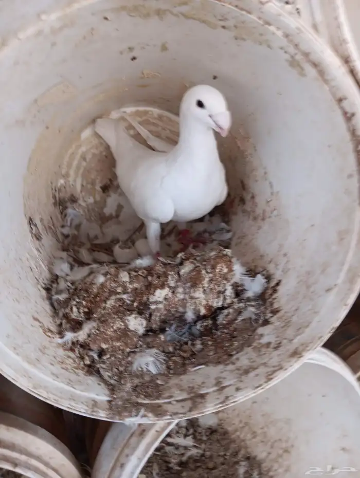 حمام هومر انتاج 1