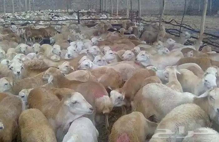 استيراد اغنام موسم الحج سواكني .صومالي.رفيدي 6