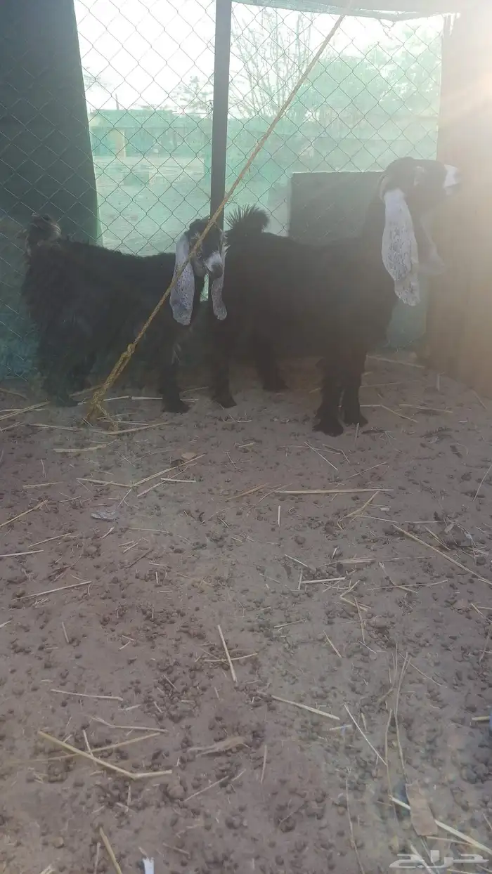 جفرتين عوارض العمر 5 شهور او تنقص شوي 2