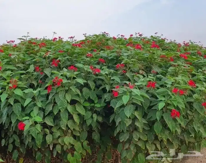 مشتل الجموم الجميع انواع اشجار با الجملة للزراعة 6