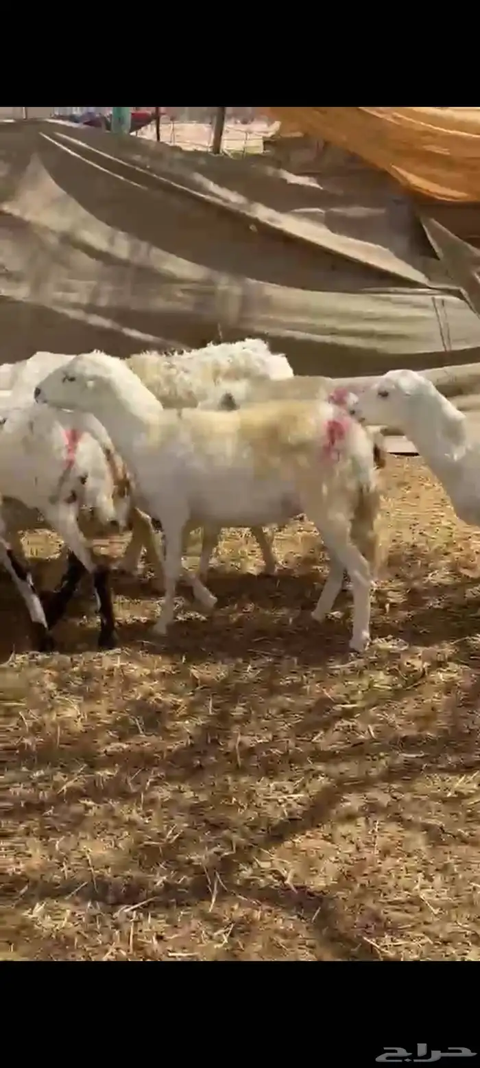 رخال رفيديات جروم دفيع على السونار 1