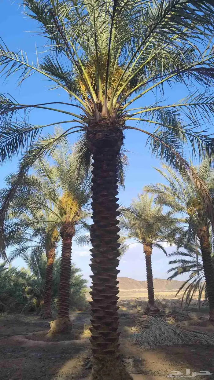 توريد وزراعة جميع نخل عربي مقاسات مختلفه 6