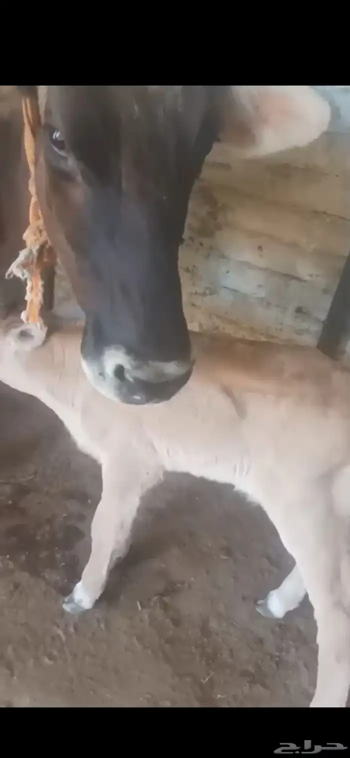 بقرة المانية جرم ماشاء الله 8 بلكات والده اليوم بحسيل 4