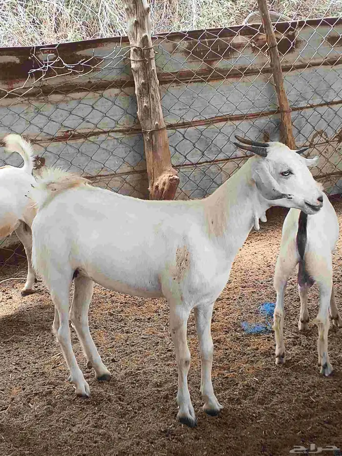 اعرض لكم جفار بلدي بضاعة فاخر طيبة جروم حلوه السن جدعان رقم 4