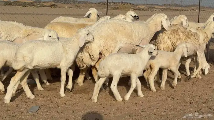 غنم حريات رخال خلفات جبرة 9