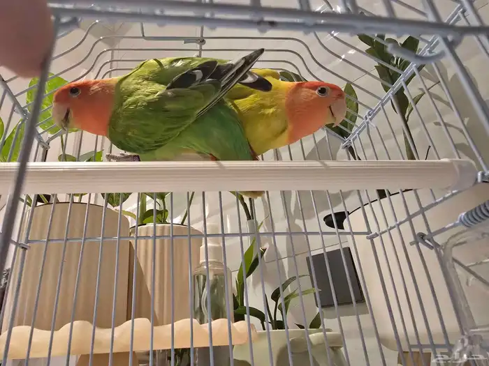 جوز لوفبيرد 1