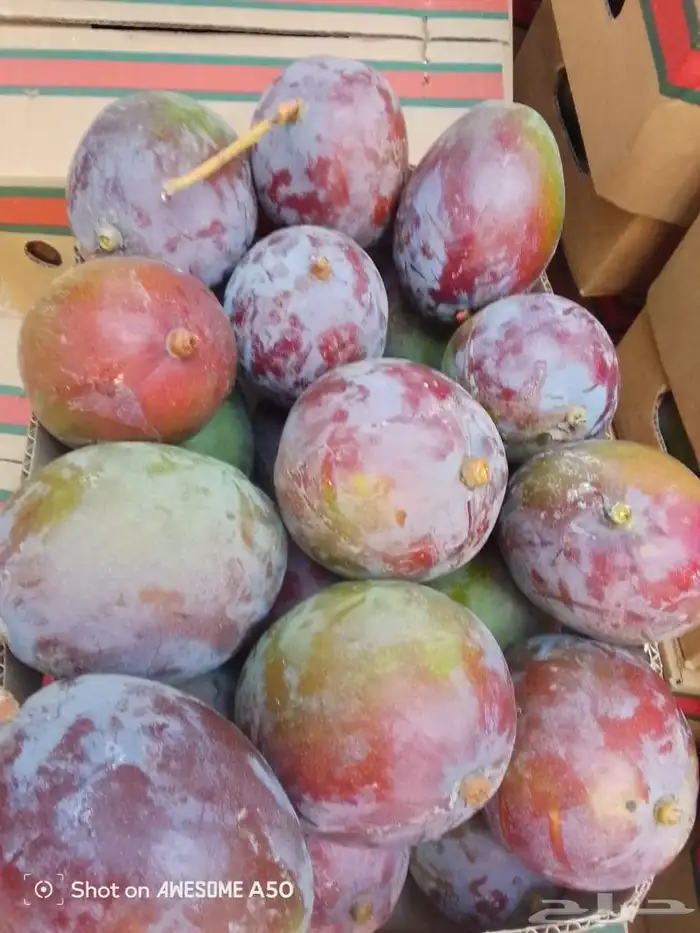 مشتل جازان 9