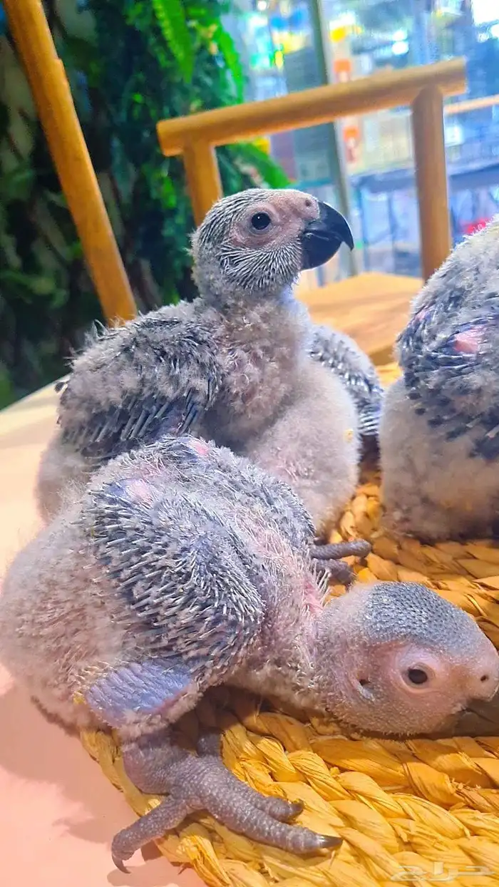 فروخ كاسكو كونغو إنتاج محلي 3