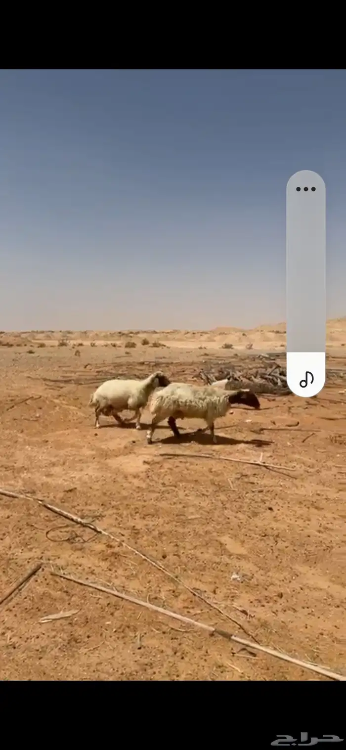 شياه نعيم حيل طيبه وسليمه 1