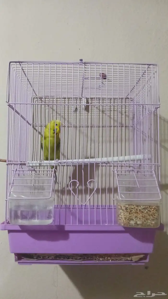 السلام عليكم للبيع او للبدل بمناسب طير الباجي حجم طيب شرط 6