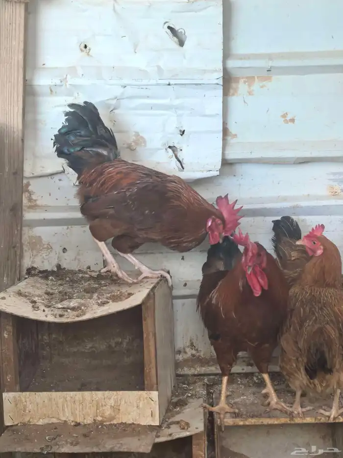 بيض فرنسي مخصب 2