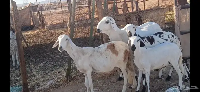 سواكنيات العدد 4 6