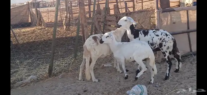 سواكنيات العدد 4 2