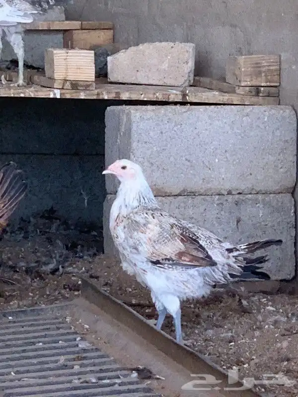 دجاج بلدي اعماره 5 شهور 2