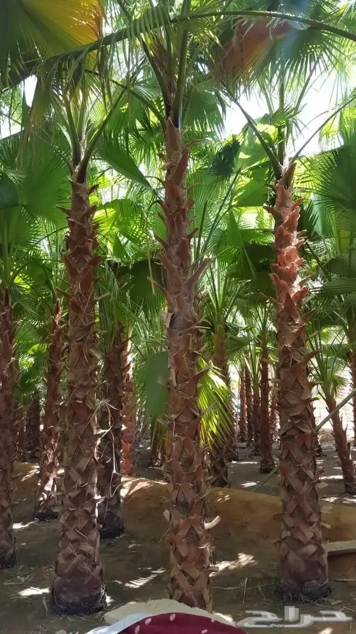 النخل الواشنطني زينه للبيع 1